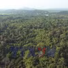 Việt Nam thu 56,5 triệu USD từ chuyển nhượng tín chỉ carbon rừng 