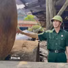 Cựu chiến binh Trần Văn Phú (ở thôn Thanh Khê, xã Bắc Trạch, tỉnh Quảng Trị) là một trong những điển hình tiêu biểu về phát triển kinh tế và tích cực trong các hoạt động sẻ chia vì cộng đồng. (Ảnh: Võ Dung/TTXVN)