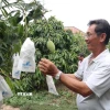 Áp dụng kỹ thuật bao trái xoài cát Hòa Lộc tại vùng chuyên canh huyện Cái Bè. (Ảnh: Minh Trí/TTXVN)