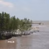 Đoạn rừng phòng hộ ven biển trên địa bàn xã Đất Mũi (tỉnh Cà Mau) bị sóng tác động mạnh. (Ảnh: Chanh Đa/TTXVN)