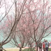Hoa anh đào nở rộ tại Hong Kong, thu hút nhiều du khách