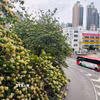 Hoa bún nở rộ tại nhiều tuyến đường ở Hong Kong (Trung Quốc). (Ảnh: Mạc Luyện/TTXVN)