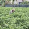 Trồng ớt xanh. (Ảnh: Phạm Cường/TTXVN)