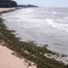 Lục bình kèm rác thải đại dương tràn vào dọc bãi biển Hồ Tràm (Thành phố Hồ Chí Minh). (Ảnh: Đoàn Mạnh Dương/TTXVN)