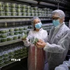Thăm phòng thí nghiệm sản xuất giống cây trồng của một doanh nghiệp agritech Israel. (Ảnh: Vũ Hội/TTXVN)