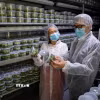 Thăm phòng thí nghiệm sản xuất giống cây trồng của một doanh nghiệp agritech Israel. (Ảnh: Vũ Hội/TTXVN)