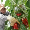Một nhà vườn thu hoạch ớt chuông Đà Lạt để cung cấp cho thị trường. (Ảnh: Nguyễn Dũng/ TTXVN)