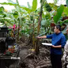 Chính quyền xã Tứ Dân (Khoái Châu) đang tiến hành kiểm đếm, quy chủ 517 ngôi mộ nằm trong phạm vi giải phóng mặt bằng của Dự án. (Ảnh Mạnh Khánh/TTXVN)