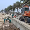 Công nhân công ty Môi trường đang khẩn trương thu gom, tập kết cành cây, gốc cây lại thành các đống lớn trên bãi cát. (Ảnh: Hoa Mai/TTXVN)