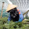 Thu hoạch rau diếp cá. (Ảnh: Đinh Hương/TTXVN)
