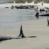 Cá heo bị mắc cạn trên bãi biển ở đảo Tasmania, Australia. (Nguồn: AAP/Reuters)