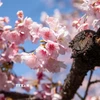 Hoa anh đào Angyo có màu hồng đậm, cánh nhỏ, tạo cảm giác ấm áp báo hiệu Xuân về. (Ảnh: Xuân Giao/TTXVN)