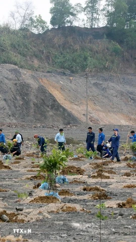 Huyện Ba Chẽ sẽ trồng tập trung khoảng 5.000ha. (Ảnh minh họa: Văn Đức/TTXVN)