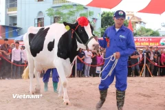 Ngành công nghiệp sữa phát triển đúng nghĩa phải có ngành chăn nuôi bò và gia súc đủ mạnh cho sữa phát triển. (Ảnh: Hùng Võ/Vietnam+)
