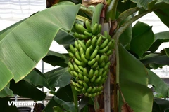 Chuối hiện đã trở thành một trong những loại trái cây xuất khẩu chủ lực của Việt Nam. (Ảnh: Nguyễn Tuyến/Vietnam+)