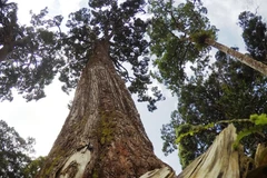 Quản lý rừng và cấp chứng chỉ rừng bền vững. (Ảnh: Hùng Võ/Vietnam+)