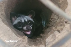 Công bố các đơn vị được tiếp nhận chuyển giao gỗ, động thực vật quý hiếm. (Ảnh: Hùng Võ/Vietnam+)