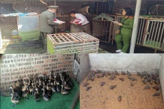 Phát hiện cơ sở nuôi nhốt, tàng trữ 4.059 cá thể động vật hoang dã, trong đó có 3.688 cá thể không có hồ sơ chứng minh nguồn gốc hợp pháp. (Nguồn ảnh: Cục LN-KL cung cấp)