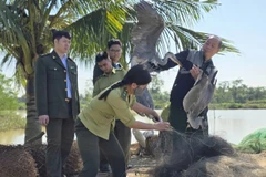 Lực lượng chức năng phát hiện, thu giữ tổng cộng 79 cá thể chim hoang dã tại một số điểm giăng lưới, đặt bẫy chim hoang dã tại phường Quảng Phú và xã Quảng Chính, tỉnh Thanh Hóa. (Nguồn: Cục LN-KL cung cấp)