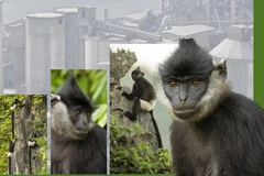 Kiến thiết không gian bảo tồn: Mệnh lệnh sống còn, trách nhiệm với tương lai-PV