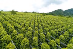 Diện tích trồng hồ tiêu của Hợp tác xã Nông nghiệp và Dịch vụ Nam Yang (xã Kon Gang, tỉnh Gia Lai) với 30ha đạt chứng nhận hữu cơ USDA (Mỹ). (Ảnh: Hồng Điệp/TTXVN)