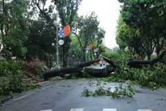 Cây to đổ chắn ngang phố Ngô Quyền, Hà Nội trong năm 2024. (Ảnh: Hoàng Hiếu/TTXVN)