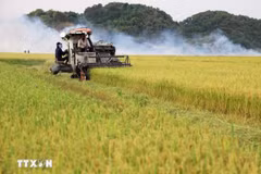 Thu hoạch lúa gạo. (Ảnh: Hồng Đạt/TTXVN)