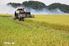 Thu hoạch lúa gạo. (Ảnh: Hồng Đạt/TTXVN)