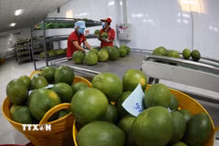 Đóng gói, bảo quản sản phẩm bưởi da xanh xuất khẩu. Ảnh minh họa. (Nguồn ảnh: TTXVN)