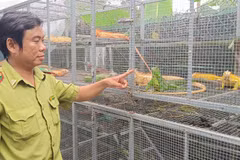 Cục Lâm nghiệp và Kiểm lâm phối hợp cùng các lực lượng kiểm tra cơ sở nuôi tại xã Thoại Sơn, tỉnh An Giang.