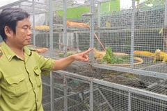 Cục Lâm nghiệp và Kiểm lâm phối hợp cùng các lực lượng kiểm tra cơ sở nuôi tại xã Thoại Sơn, tỉnh An Giang.