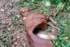Trâu, bò của người dân tại xã Núa Ngam, tỉnh Điện Biên bị động vật hoang dã tấn công. (Ảnh: Xã Núa Ngam cung cấp)