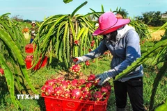 Thanh long. (Ảnh: Hồng Hiếu/TTXVN)