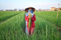 Người dân trồng hành củ theo hướng hữu cơ, an toàn, bền vững ở xã Nam An Phụ, thành phố Hải Phòng.