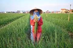 Người dân trồng hành củ theo hướng hữu cơ, an toàn, bền vững ở xã Nam An Phụ, thành phố Hải Phòng.
