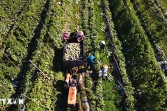 Tập trung vào công nghiệp chế biến sâu, logistics lạnh, thương mại điện tử và tiêu chuẩn hóa vùng nguyên liệu. (Ảnh minh họa. Nguồn: TTXVN)