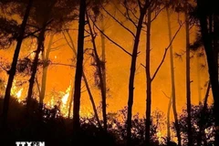 Trong 8 tháng đầu năm 2025, cả nước có 305,8 ha rừng bị cháy. (Ảnh minh họa. Nguồn: TTXVN)