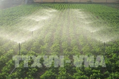 Mô hình tưới nước tiết kiệm cho cây đậu phộng ứng phó hiệu quả với khô hạn ở Ninh Thuận. (Ảnh: Nguyễn Thành/TTXVN)