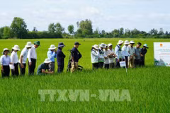 Các tỉnh, thành phố đã hoàn thành việc bố trí, sắp xếp đưa lực lượng cán bộ khuyến nông cấp tỉnh, cấp huyện về xã. Ảnh minh hoạ. (Ảnh: Văn Sĩ/TTXVN)