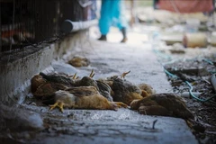 Gà nhiễm virus cúm A/H5N6. (Ảnh minh họa. Nguồn ảnh: TTXVN)