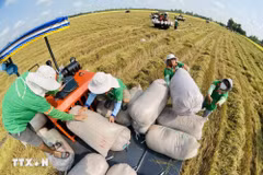 Việt Nam sẵn sàng mở rộng hợp tác Nam - Nam, đồng hành, hỗ trợ các nước châu Phi nâng cao năng lực phát triển nông nghiệp. Ảnh minh hoạ. (Nguồn ảnh: TTXVN)