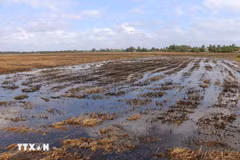 Nước ngọt được bơm lên ruộng phục vụ sản xuất tại Sóc Trăng. (Ảnh: Tuấn Phi/TTXVN)