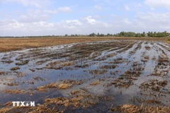 Nước ngọt được bơm lên ruộng phục vụ sản xuất tại Sóc Trăng. (Ảnh: Tuấn Phi/TTXVN)