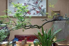 Cây muội hồng trở thành "cơn sốt" khi được nhiều người săn đón về làm cảnh, trang trí bàn trà. (Ảnh: Diệu Anh)