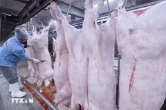 Làm sạch sản phẩm thịt lợn trên dây chuyền chế biến, đảm bảo an toàn vệ sinh thú y. (Ảnh: Vũ Sinh/TTXVN)