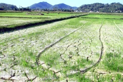 Những ruộng lúa khô hạn, đất nứt nẻ. (Ảnh: Tá Chuyên/TTXVN)