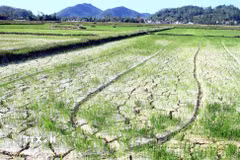 Những ruộng lúa khô hạn, đất nứt nẻ. (Ảnh: Tá Chuyên/TTXVN)