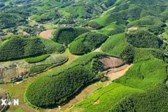 Phát triển thị trường carbon. (Ảnh: TTXVN)