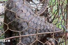 Cá thể tê tê trưởng thành, thể trạng khỏe mạnh, chiều dài 52cm và nặng hơn 5kg được người dân giao nộp cho cơ quan chức năng xã Bảo Lâm I, tỉnh Lâm Đồng. (Ảnh TTXVN phát) 