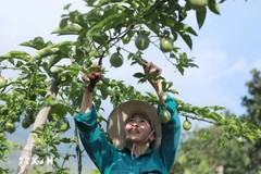 Người dân chăm sóc cắt tỉa nhánh để cây chanh leo phát triển cho năng suất cao. (Ảnh: Quý Trung/TTXVN)